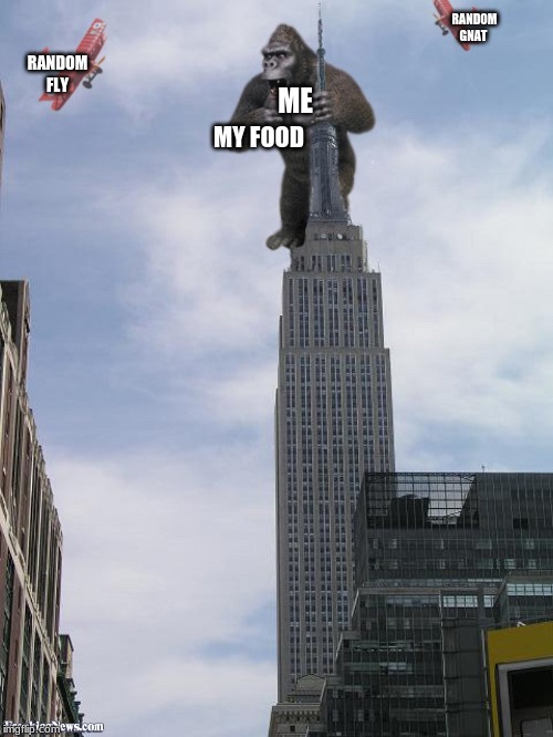 RANDOM GNAT; RANDOM FLY; ME; MY FOOD | image tagged in funny | made w/ Imgflip meme maker