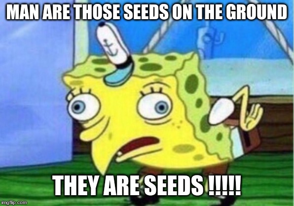 Mocking Spongebob | MAN ARE THOSE SEEDS ON THE GROUND; THEY ARE SEEDS !!!!! | image tagged in memes,mocking spongebob | made w/ Imgflip meme maker