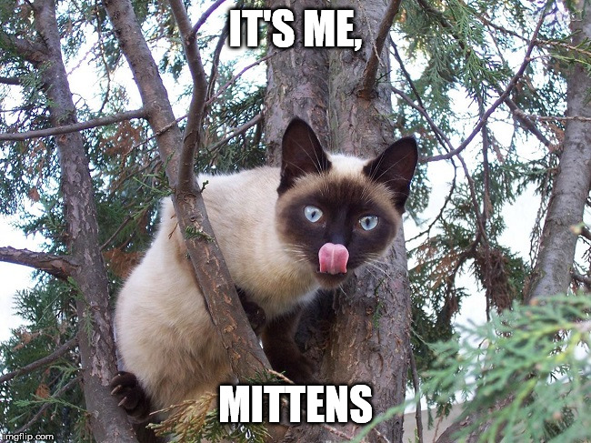 IT'S ME, MITTENS | made w/ Imgflip meme maker