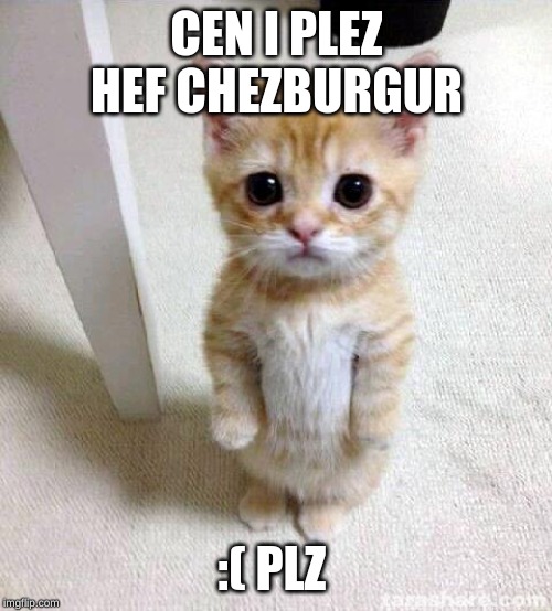 Cute Cat | CEN I PLEZ HEF CHEZBURGUR; :( PLZ | image tagged in memes,cute cat | made w/ Imgflip meme maker