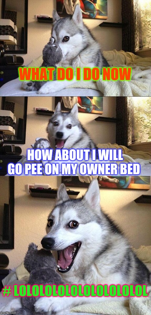 Bad Pun Dog | WHAT DO I DO NOW; HOW ABOUT I WILL GO PEE ON MY OWNER BED; # LOLOLOLOLOLOLOLOLOLOL | image tagged in memes,bad pun dog | made w/ Imgflip meme maker
