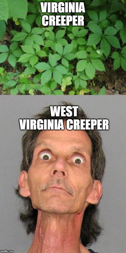 VIRGINIA CREEPER; WEST VIRGINIA CREEPER | image tagged in west virgina,creep,creepy,funny | made w/ Imgflip meme maker