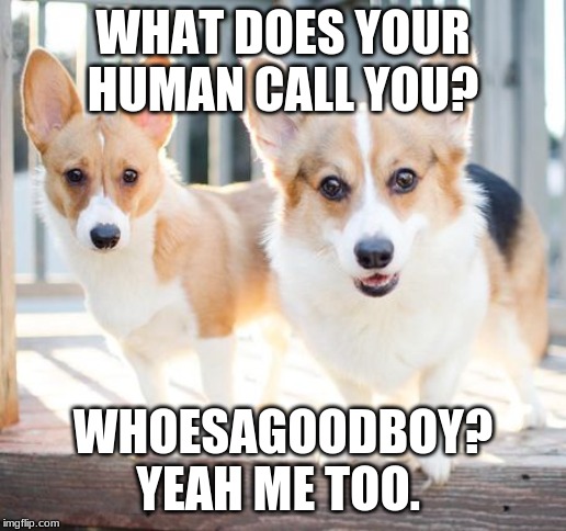 WHAT DOES YOUR HUMAN CALL YOU? WHOESAGOODBOY? YEAH ME TOO. | image tagged in dogs | made w/ Imgflip meme maker