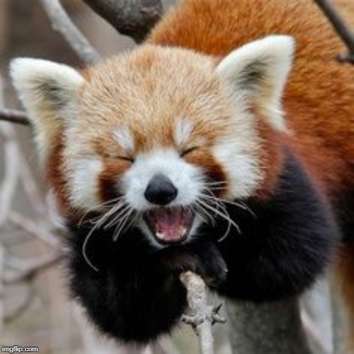 Rofl Red Panda | image tagged in rofl red panda | made w/ Imgflip meme maker