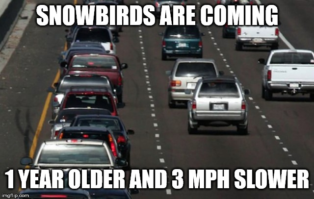 SNOWBIRDS ARE COMING; 1 YEAR OLDER AND 3 MPH SLOWER | image tagged in snowbird,meanwhile in florida,florida,driving,bad drivers,slow driver | made w/ Imgflip meme maker