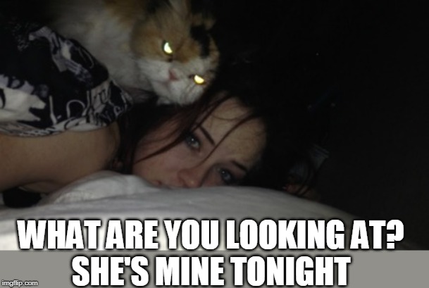 WHAT IS THAT CAT DOING? | WHAT ARE YOU LOOKING AT?
SHE'S MINE TONIGHT | image tagged in cats | made w/ Imgflip meme maker