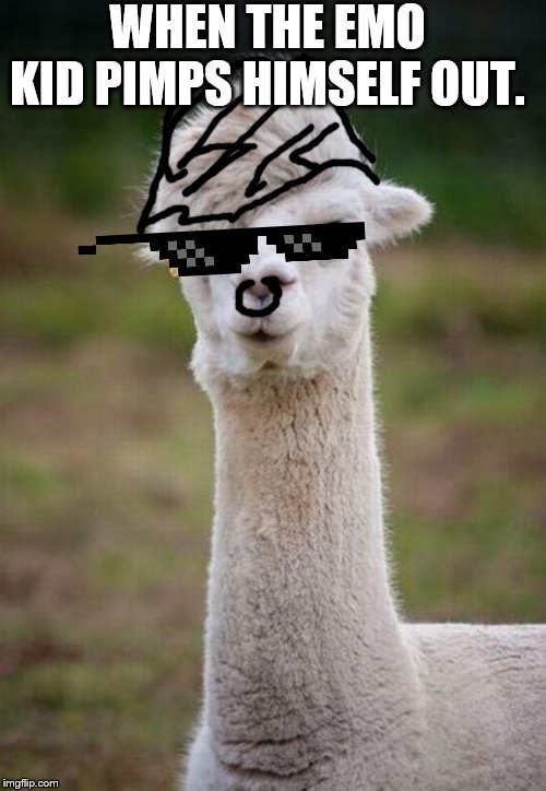 Emo Llama | WHEN THE EMO KID PIMPS HIMSELF OUT. | image tagged in emo llama | made w/ Imgflip meme maker