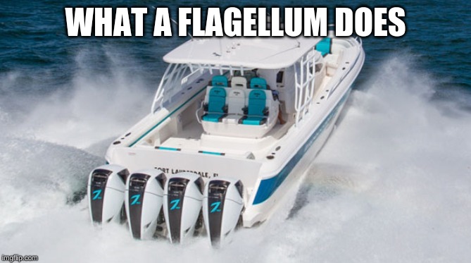 Boat | WHAT A FLAGELLUM DOES | image tagged in boat | made w/ Imgflip meme maker