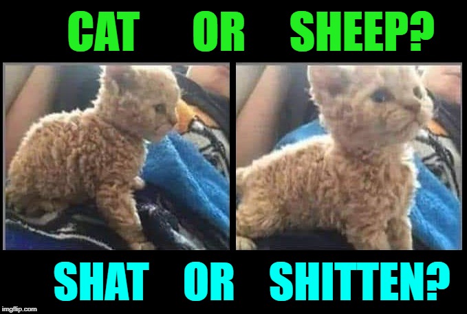 The Best Name for My Cat: Baaachus or Fluzzy | CAT      OR     SHEEP? SHAT    OR    SHITTEN? | image tagged in vince vance,cats,sheep,kittens,furry,creatures | made w/ Imgflip meme maker