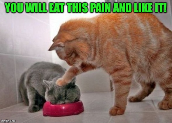Force feed cat | YOU WILL EAT THIS PAIN AND LIKE IT! | image tagged in force feed cat | made w/ Imgflip meme maker