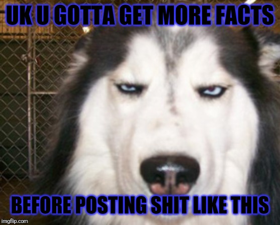 Disapproving Husky | UK U GOTTA GET MORE FACTS; BEFORE POSTING SHIT LIKE THIS | image tagged in disapproving husky | made w/ Imgflip meme maker