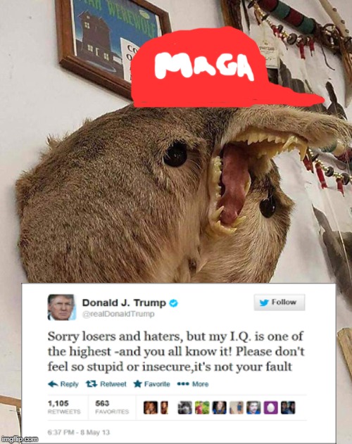 image tagged in blank red maga hat,trump | made w/ Imgflip meme maker