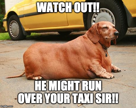 fat dachshund | WATCH OUT!! HE MIGHT RUN OVER YOUR TAXI SIR!! | image tagged in fat dachshund | made w/ Imgflip meme maker