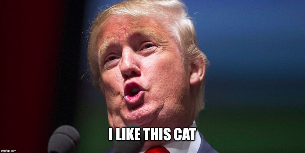 Trump Duck Lips | I LIKE THIS CAT | image tagged in trump duck lips | made w/ Imgflip meme maker