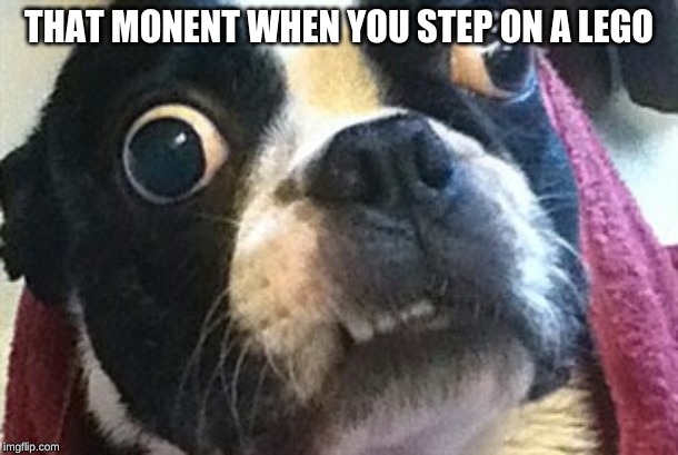 Eyes Wide Open Terrier | THAT MONENT WHEN YOU STEP ON A LEGO | image tagged in eyes wide open terrier | made w/ Imgflip meme maker