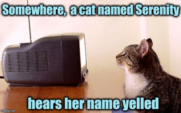 cat watching tv | Somewhere,  a cat named Serenity hears her name yelled | image tagged in cat watching tv | made w/ Imgflip meme maker