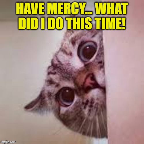 scared cat | HAVE MERCY... WHAT DID I DO THIS TIME! | image tagged in scared cat | made w/ Imgflip meme maker