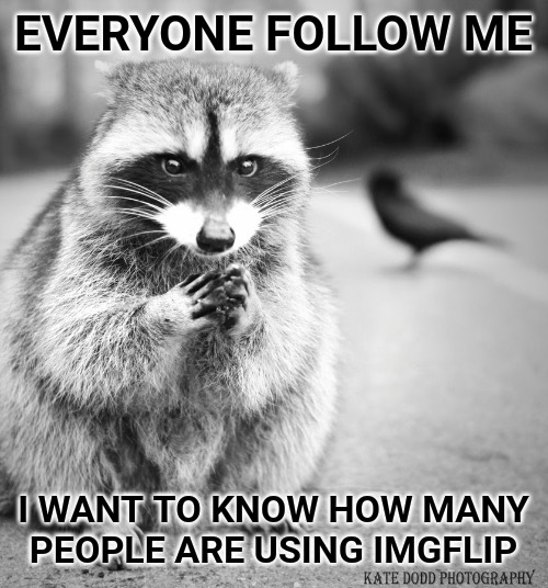 I wonder, does begging for followers work as well as begging for upvotes? | EVERYONE FOLLOW ME; I WANT TO KNOW HOW MANY PEOPLE ARE USING IMGFLIP | image tagged in conniving raccoon,imgflip,imgflip users,begging | made w/ Imgflip meme maker