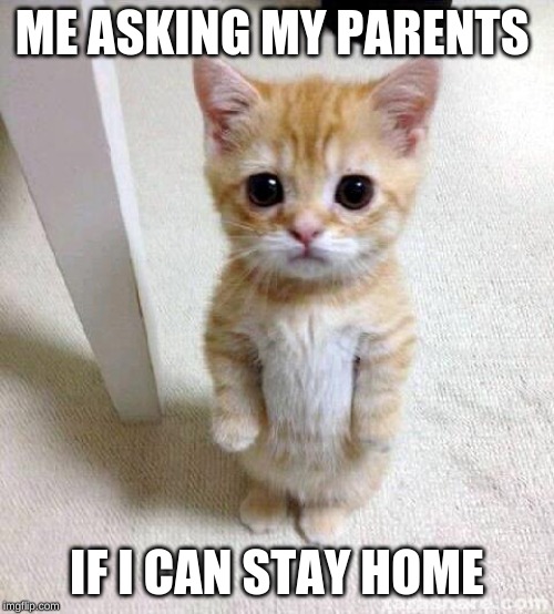 Cute Cat Meme | ME ASKING MY PARENTS; IF I CAN STAY HOME | image tagged in memes,cute cat | made w/ Imgflip meme maker