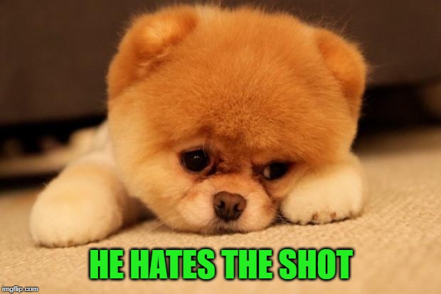Sad puppy | HE HATES THE SHOT | image tagged in sad puppy | made w/ Imgflip meme maker