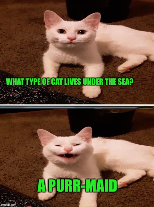 How sweet is this cat?!?! | WHAT TYPE OF CAT LIVES UNDER THE SEA? A PURR-MAID | image tagged in lynch1979,cats,memes | made w/ Imgflip meme maker