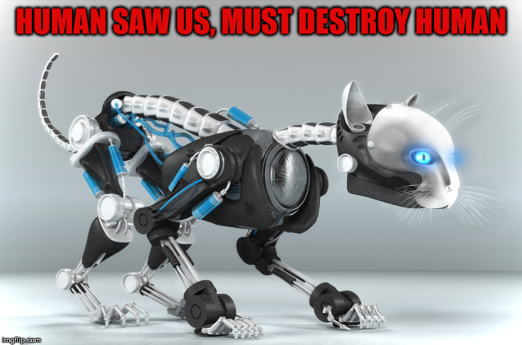 I think cats are robots sometimes. | HUMAN SAW US, MUST DESTROY HUMAN | image tagged in cats | made w/ Imgflip meme maker