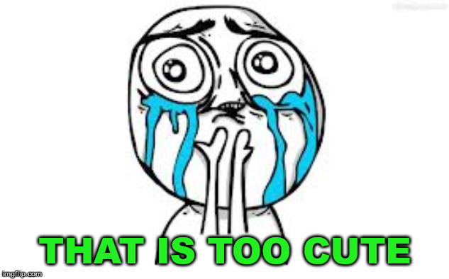 Crying Because Of Cute Meme | THAT IS TOO CUTE | image tagged in memes,crying because of cute | made w/ Imgflip meme maker