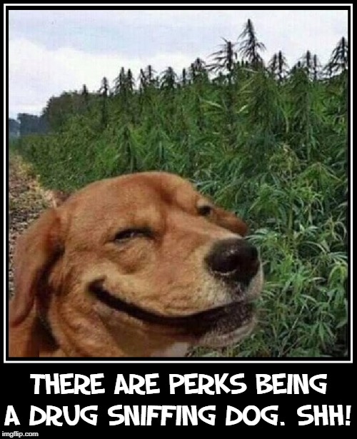 Sniffers Discovers a Field of Weed |  THERE ARE PERKS BEING A DRUG SNIFFING DOG. SHH! | image tagged in vince vance,high dog,marijuana,service dogs,drug sniffing,getting high | made w/ Imgflip meme maker