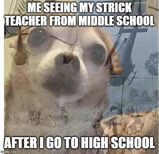 PTSD Chihuahua | ME SEEING MY STRICK TEACHER FROM MIDDLE SCHOOL; AFTER I GO TO HIGH SCHOOL | image tagged in ptsd chihuahua | made w/ Imgflip meme maker
