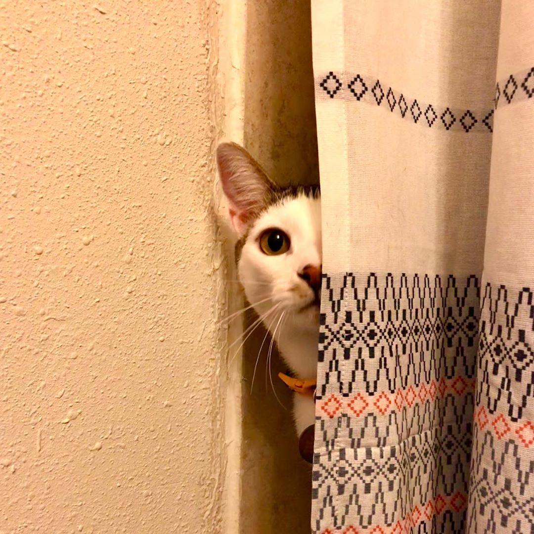 Cat peeking around curtain Blank Meme Template