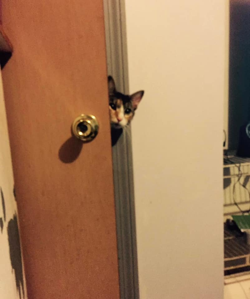 Cat peeking around door Blank Meme Template