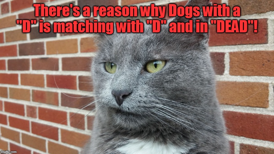 Evil Cat | There's a reason why Dogs with a "D" is matching with "D" and in "DEAD"! | image tagged in evil cat | made w/ Imgflip meme maker