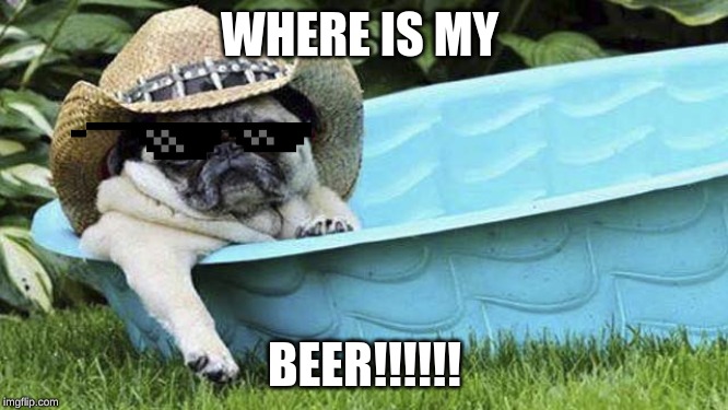 pug what in tarnation | WHERE IS MY; BEER!!!!!! | image tagged in pug what in tarnation | made w/ Imgflip meme maker