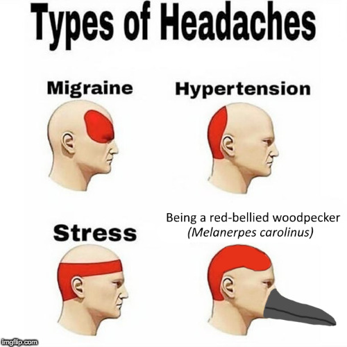 headaches | image tagged in headaches,birb,woodpecker,memes | made w/ Imgflip meme maker