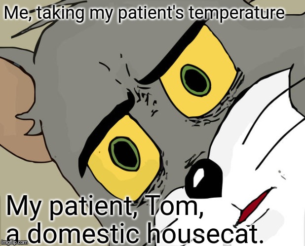 Unsettled Tom Meme | Me, taking my patient's temperature; My patient, Tom, a domestic housecat. | image tagged in memes,unsettled tom | made w/ Imgflip meme maker