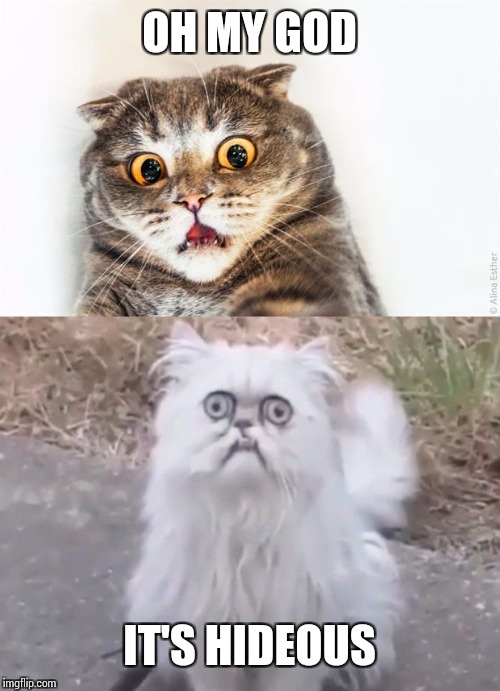  OH MY GOD; IT'S HIDEOUS | image tagged in horrified cat,ugly cat | made w/ Imgflip meme maker