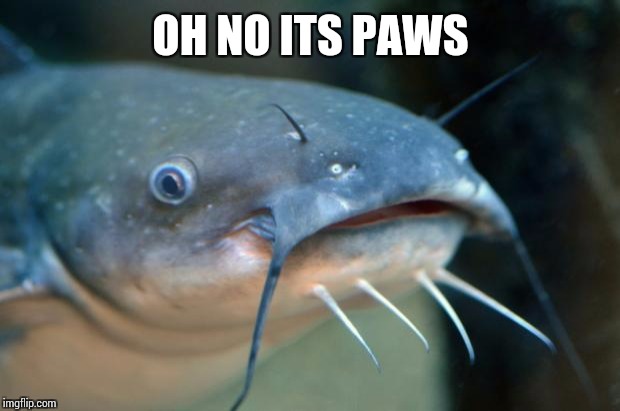 Catfish Catfish  | OH NO ITS PAWS | image tagged in catfish catfish | made w/ Imgflip meme maker