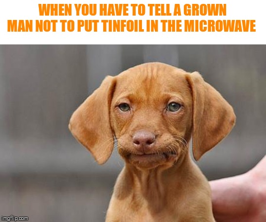Dissapointed puppy | WHEN YOU HAVE TO TELL A GROWN MAN NOT TO PUT TINFOIL IN THE MICROWAVE | image tagged in dissapointed puppy,the amount of stupidity is too high,millennials | made w/ Imgflip meme maker