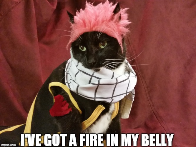 Anime Week September 29 To October 5 A Dankmaster546 And 1forpeace Event | I'VE GOT A FIRE IN MY BELLY | image tagged in fairy tail,natsu,natsu fairytail,cats,anime week | made w/ Imgflip meme maker