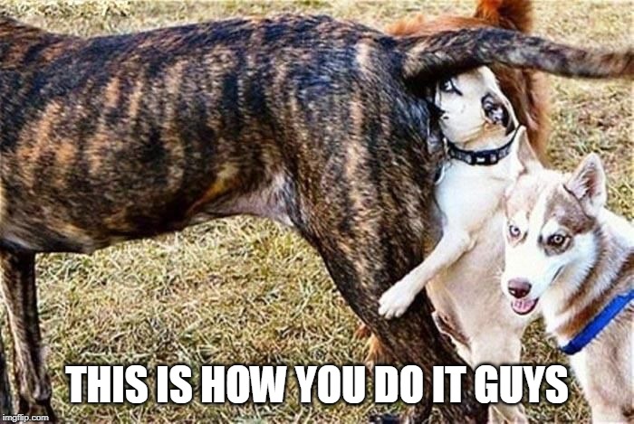 TEACHING OLD DOGS NEW TRICKS | THIS IS HOW YOU DO IT GUYS | image tagged in doge,dogs | made w/ Imgflip meme maker