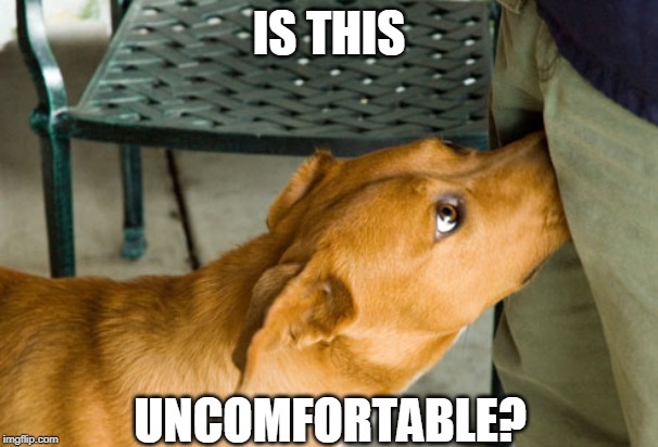 HE LIKES IT | IS THIS; UNCOMFORTABLE? | image tagged in doge,dogs | made w/ Imgflip meme maker