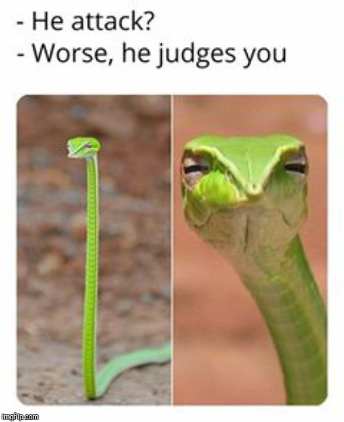 Judgmental snake | image tagged in memes | made w/ Imgflip meme maker