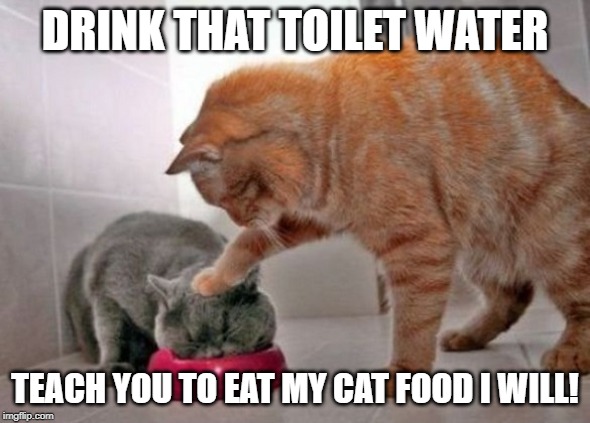 Force feed cat | DRINK THAT TOILET WATER; TEACH YOU TO EAT MY CAT FOOD I WILL! | image tagged in force feed cat | made w/ Imgflip meme maker