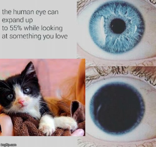 You can’t disagree ppl | image tagged in expanding eye,cats,funny memes | made w/ Imgflip meme maker