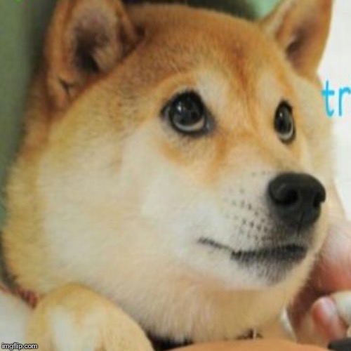 image tagged in doge | made w/ Imgflip meme maker