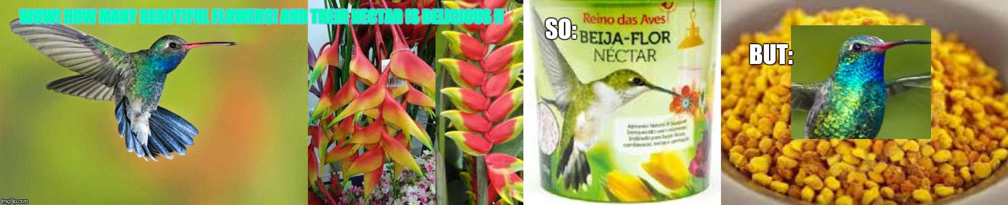 Hummingbird  taking pollen shower! | BUT:; SO: | image tagged in beija flor | made w/ Imgflip meme maker