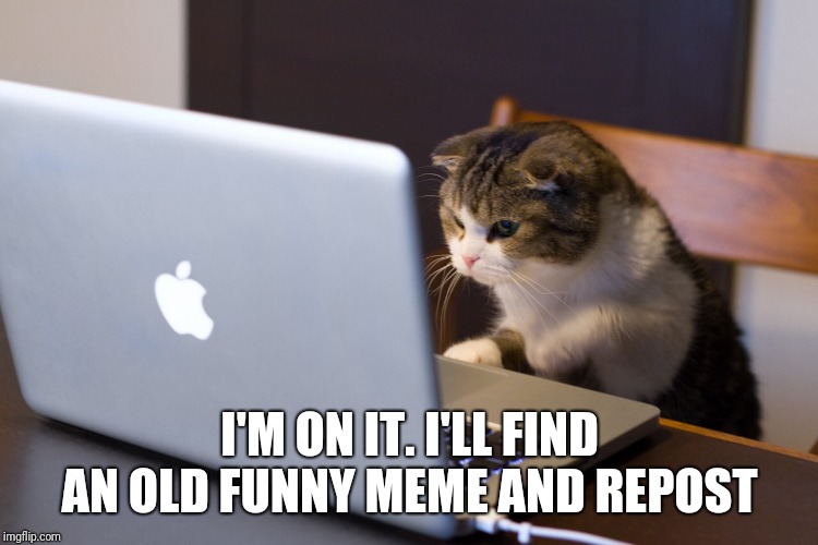 Cat on Computer | I'M ON IT. I'LL FIND AN OLD FUNNY MEME AND REPOST | image tagged in cat on computer | made w/ Imgflip meme maker