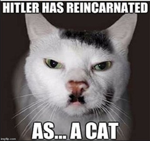 hitler cat | image tagged in hitler cat | made w/ Imgflip meme maker