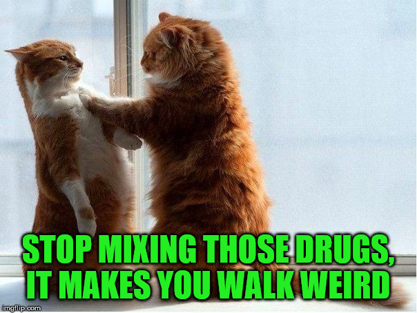 Cat intervention | STOP MIXING THOSE DRUGS, IT MAKES YOU WALK WEIRD | image tagged in drug dealer | made w/ Imgflip meme maker