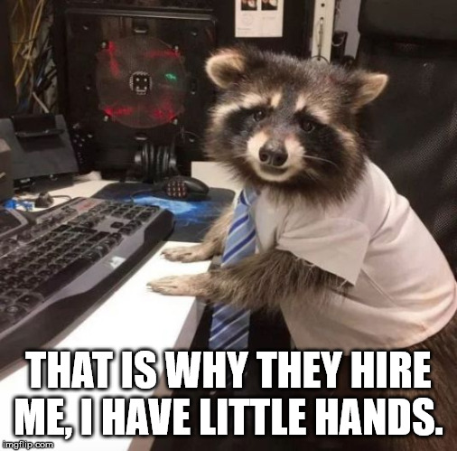 Little hands, little gloves | THAT IS WHY THEY HIRE ME, I HAVE LITTLE HANDS. | image tagged in racoon | made w/ Imgflip meme maker